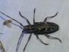 Monochamus galloprovincialis